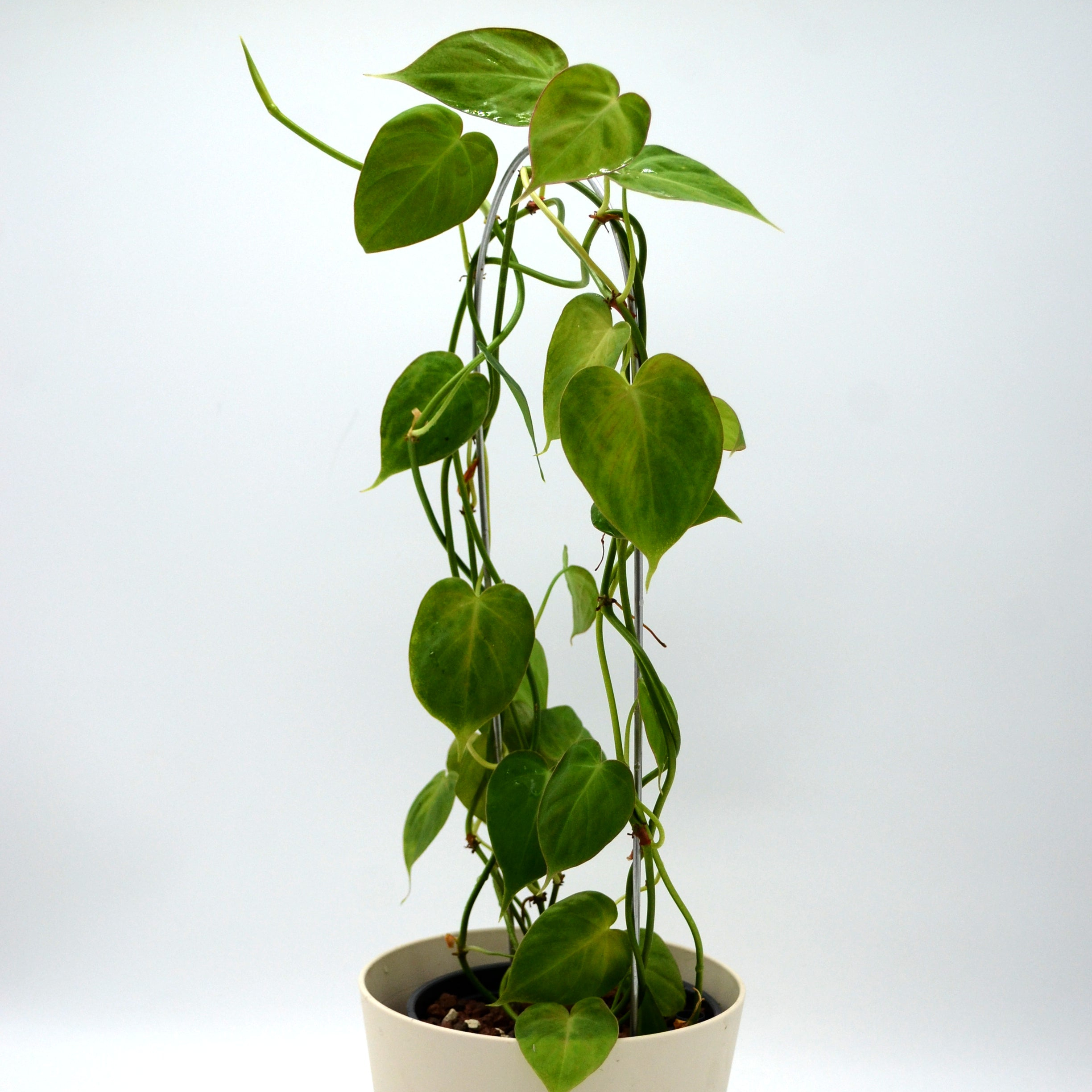 Vehka micans 'green' lajike tuettuna
